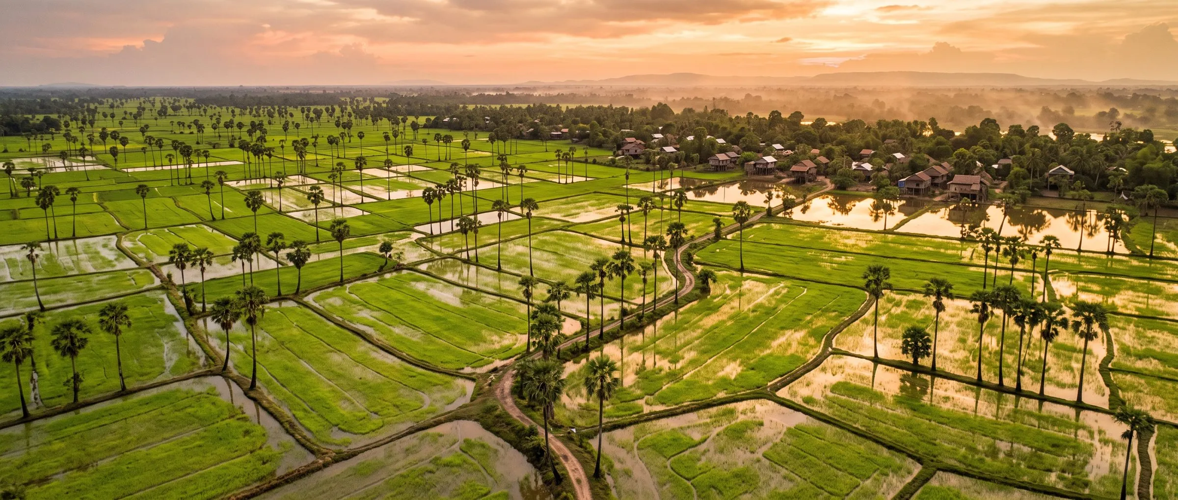 Flooded rice paddies and sugar palms at sunset in rural Cambodia