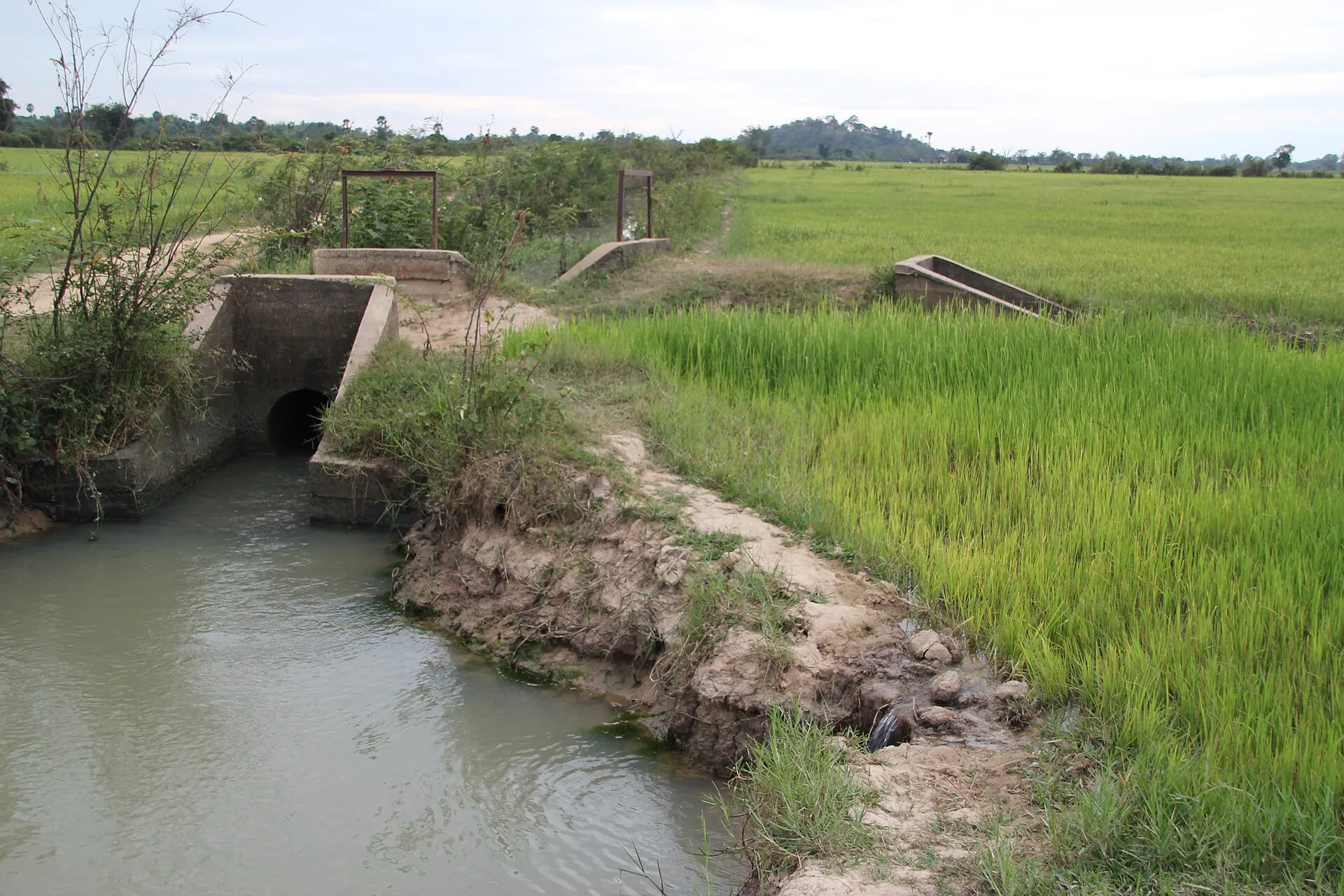 Dry season rice farming in lowland Cambodia